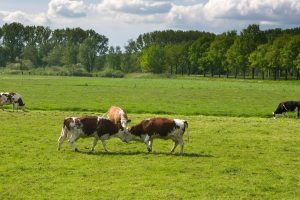 cows, conflict, referee, warriors, a mediator, conflict, conflict, conflict, conflict, conflict