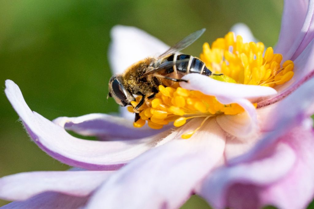Macro shot of a bee gathering nectar from a vibrant flower.