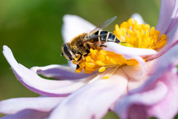 Macro shot of a bee gathering nectar from a vibrant flower.