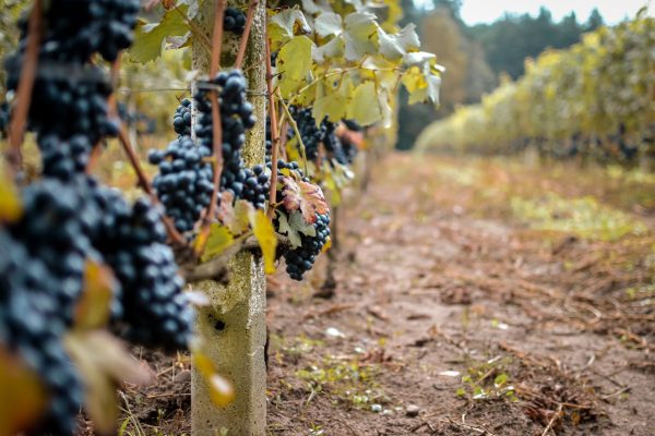 Close-up of grapevines loaded with ripe grapes in a vineyard, showcasing a rich harvest.